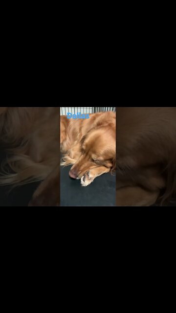 [Shorts 0125] DALLAS [#dogs #doggos #doggies #puppies #dogdaycare]