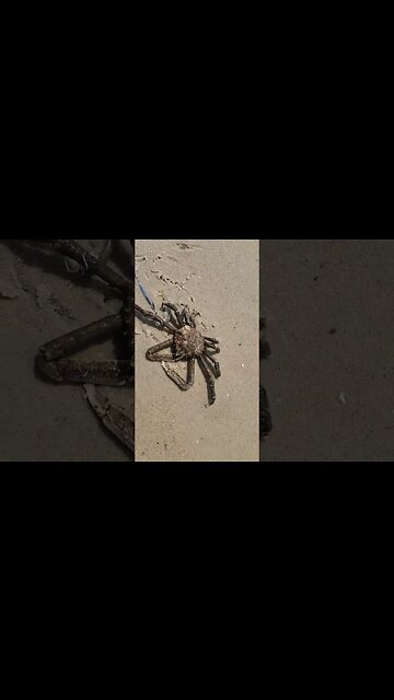 1st Catch of the day 😂🫒