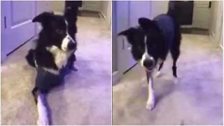 Cão de três patas vai buscar a sua "perna"