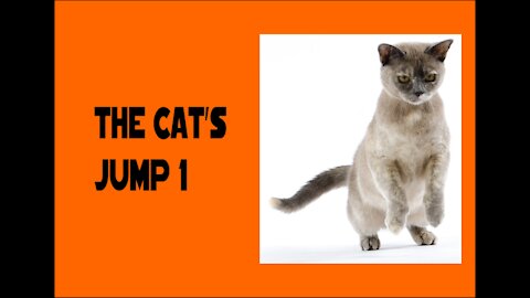 The cat's jump 1