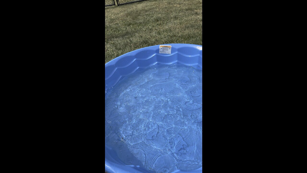 Adorably Protective Pup Doesn't Let Anyone Play In His Pool