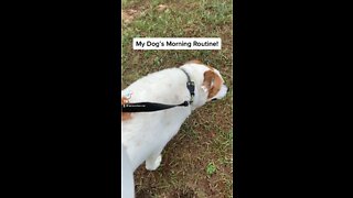 My Dog’s Morning Routine