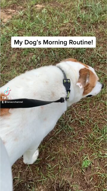 My Dog’s Morning Routine