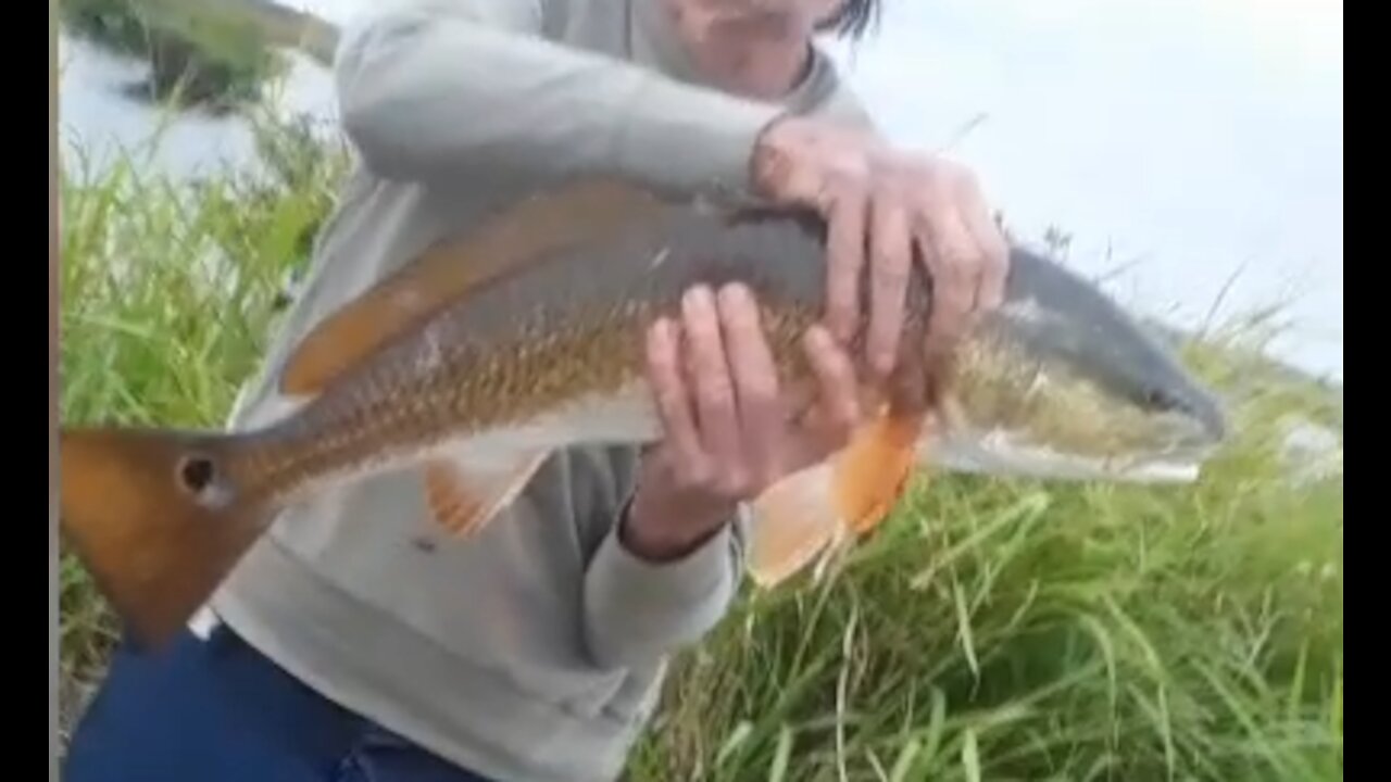 Florida's mosquito lagoon Redfish