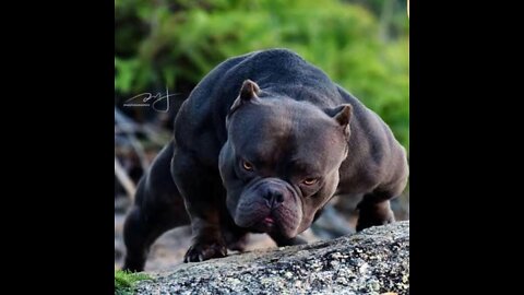 American bully Top 25 Crazy Clips 😱😱