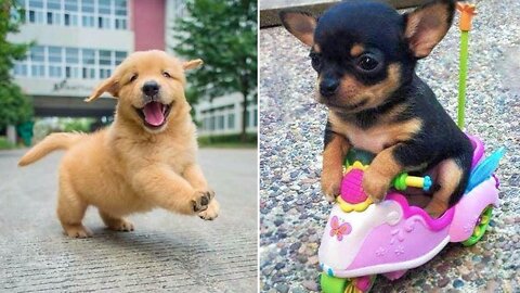 Baby Dogs Cute and Funny Dog Videos Compilation 5