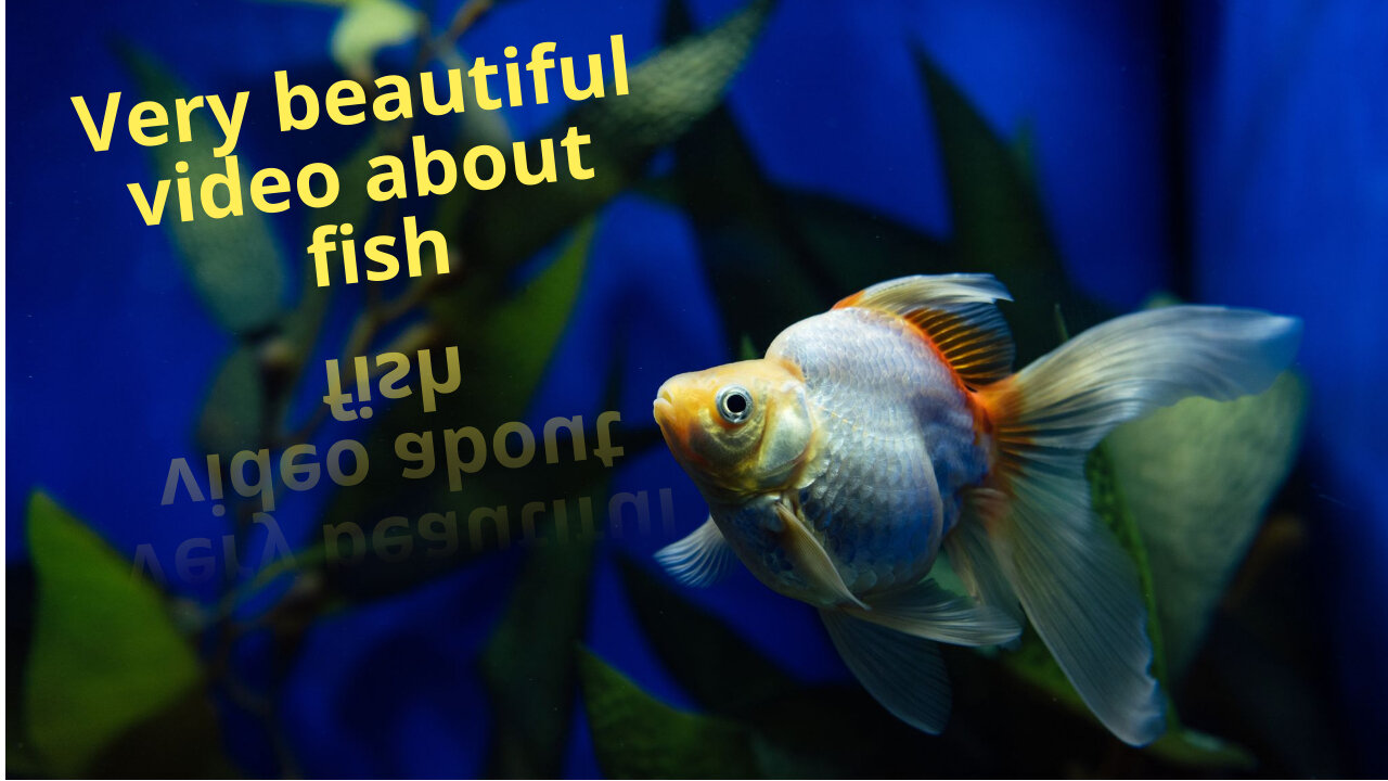 Very beautiful video about fish | beautiful music | relaxing music and video