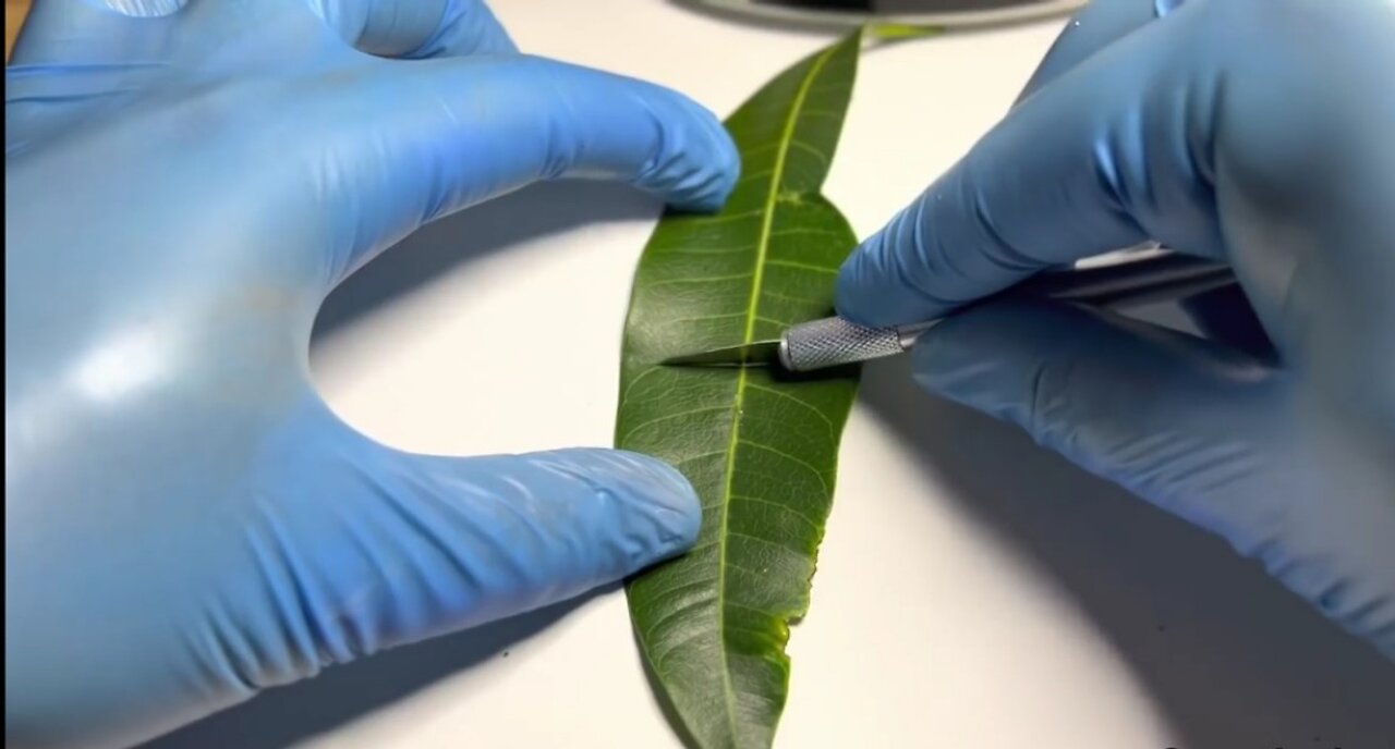 A Leaf Creating Oxygen in Real Time | daily dose of video