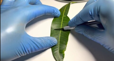 A Leaf Creating Oxygen in Real Time | daily dose of video