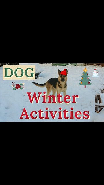 Dogs First Snow of The Year | Tips To Have Fun (Funny)