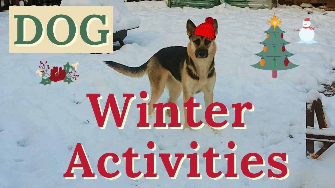 Dogs First Snow of The Year | Tips To Have Fun (Funny)