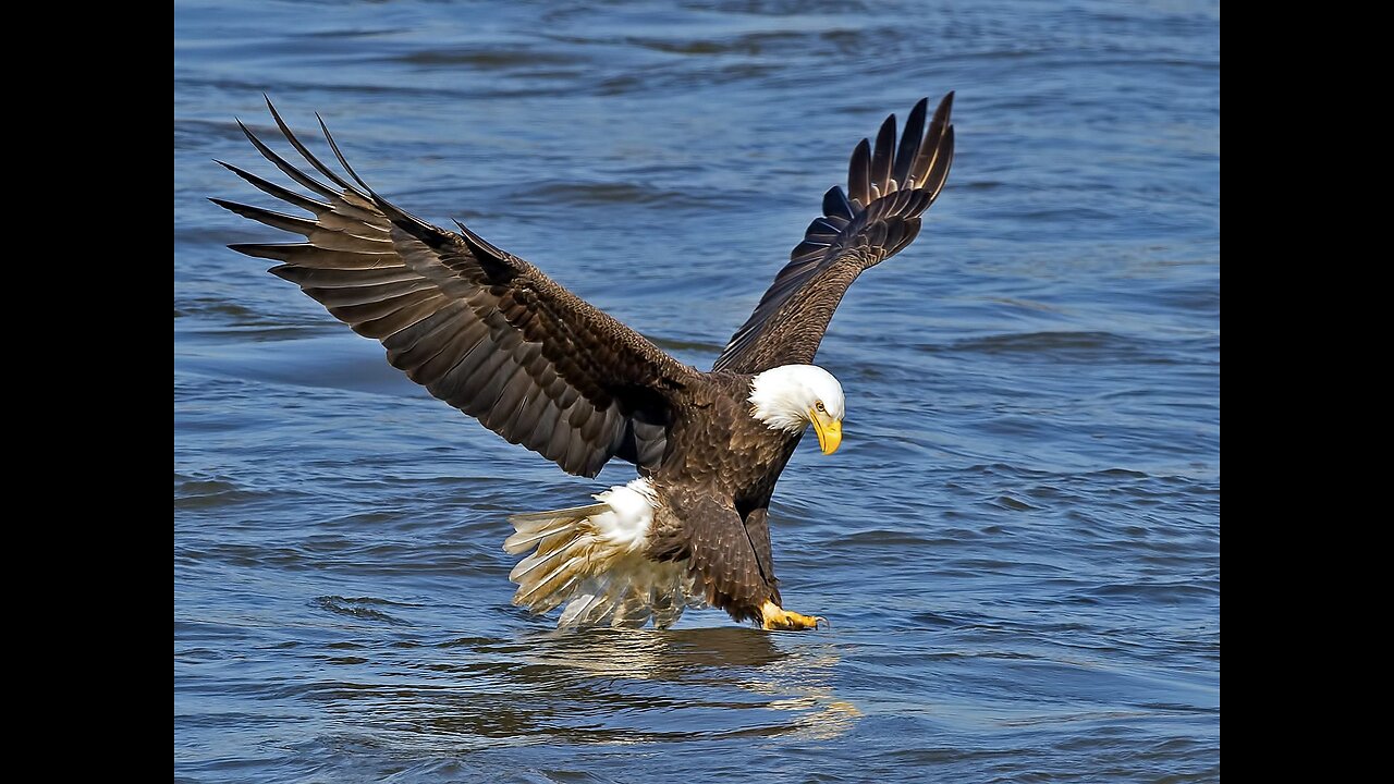 The Eagle Dies While Hunting Octopus In The Ocean