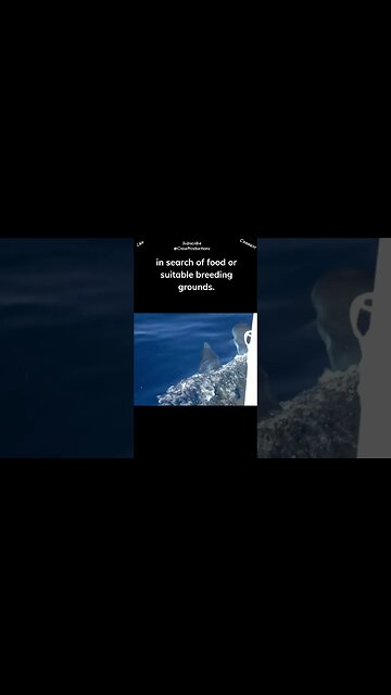 Some dolphin species undertake long distance migrations #dolphin #shorts