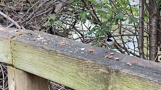 Chickadee close up James Gardens Toronto