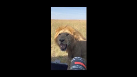 Lion roar on cameraman 😳