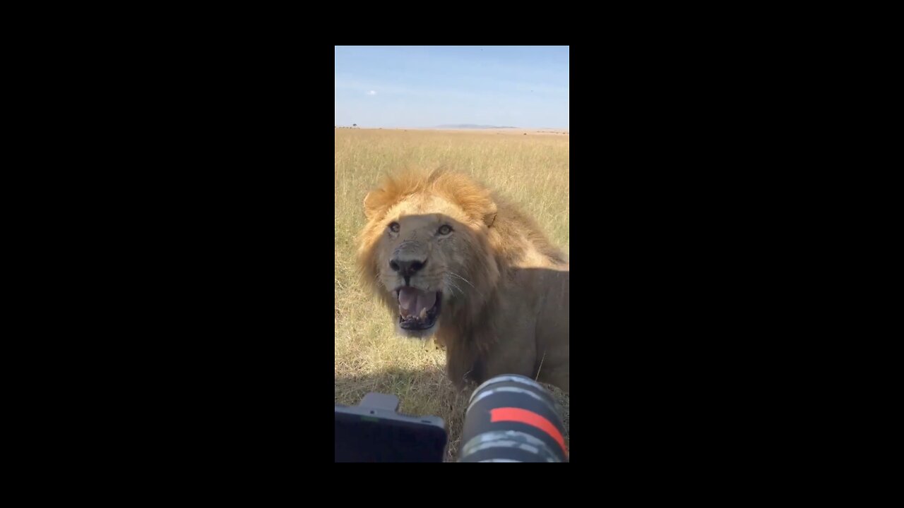 Lion roar on cameraman 😳
