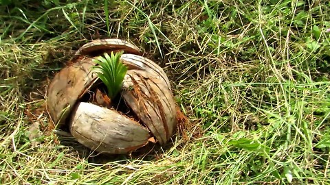 Plant a Coconut palm, Koh Phangan, Thailand