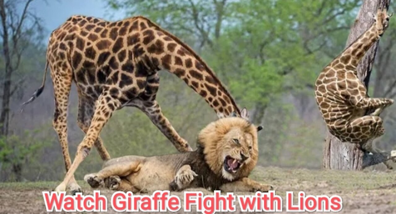 Brave Giraffe Kick Lions To Save Baby