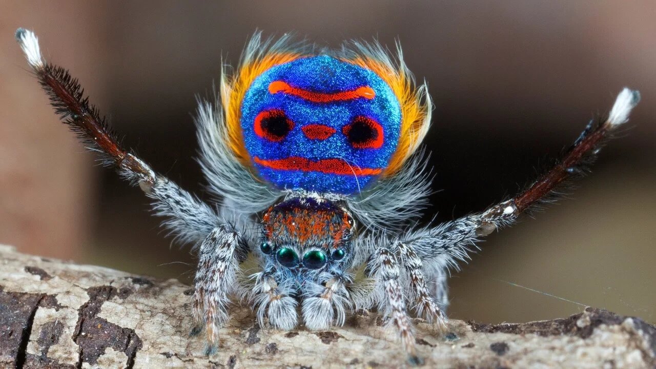 Peacock Spider