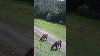 Horsey friends grazing