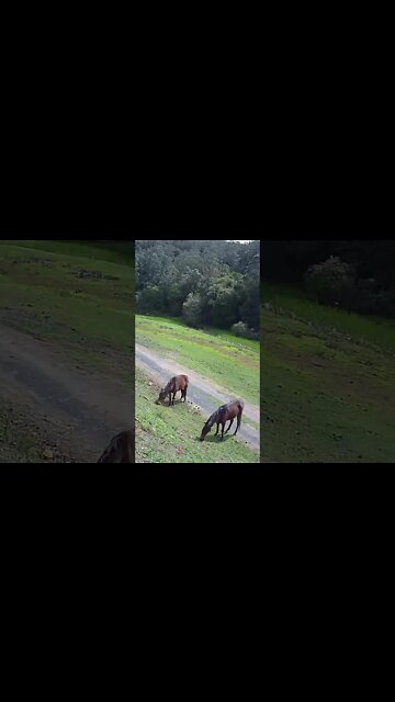Horsey friends grazing