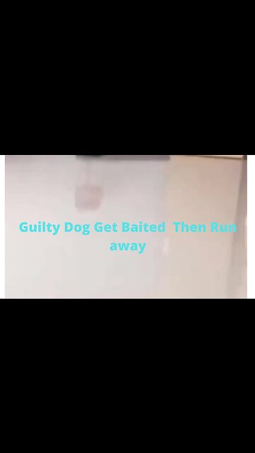 Guilty Dog