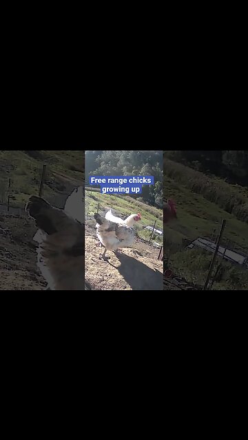 Farm surveillance. Brother and sister growing up