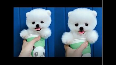 Tik Tok Puppies 🐶 Cute and Funny Dog Videos Compilation 2018