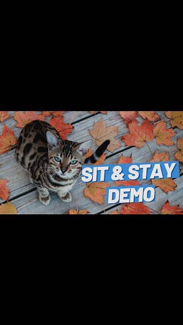 Teach Your Cat Sit And Stay - A Lifechanging Trick #Shorts