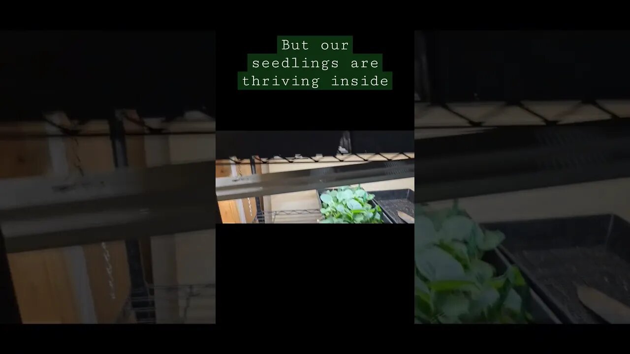 how's your garden coming along? #shorts #video #homestead #farm #garden