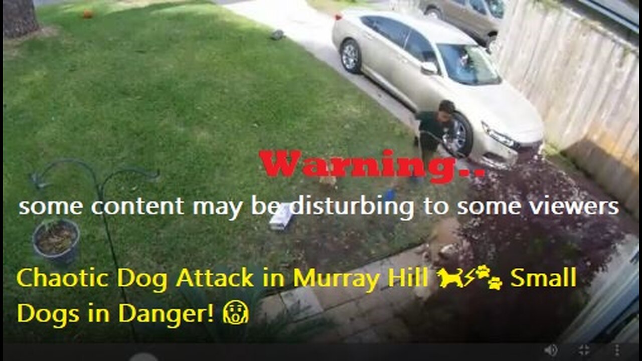 Chaotic Dog Attack in Murray Hill 🐕⚡🐾 Small Dogs in Danger! 😱