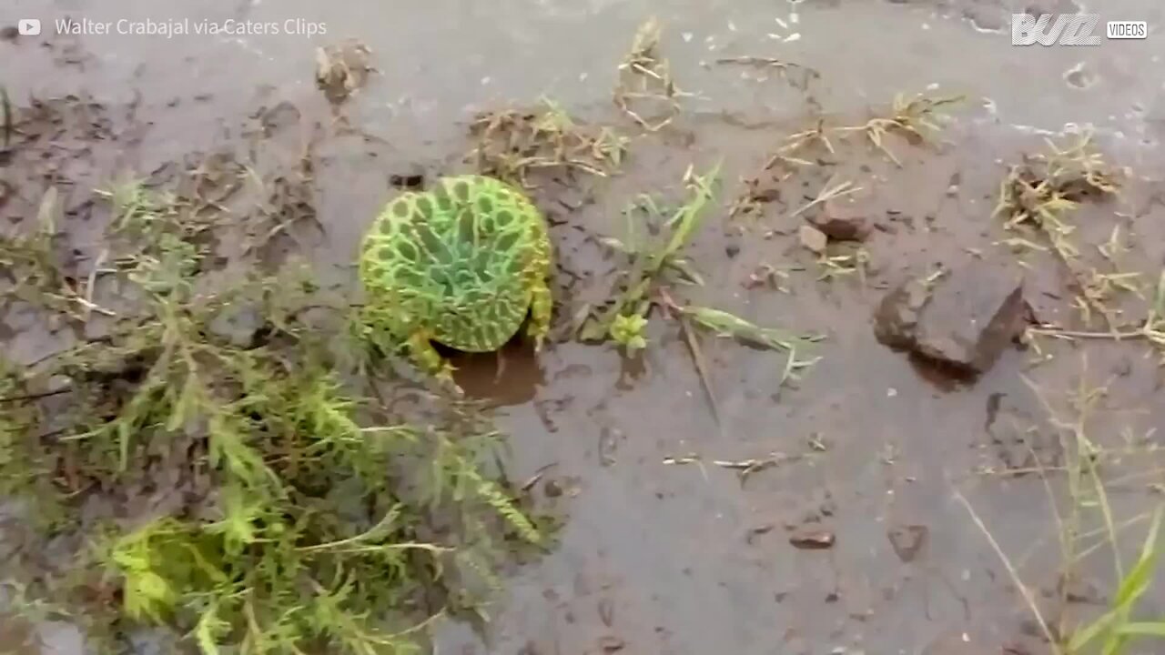 Cette grenouille crie pour se défendre