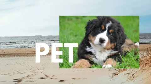 Explore pet-friendly beach escapees with us !!!