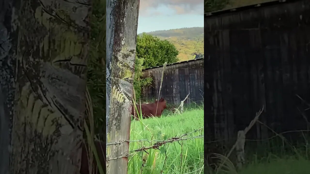 COWS IN HAWAI’I?! IN WHAT YEAR DID THEY ARRIVE & HOW?