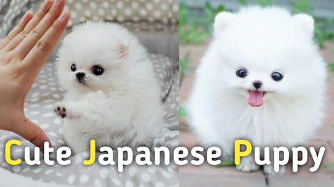 Cute Japanese Puppy Collection | Status Video