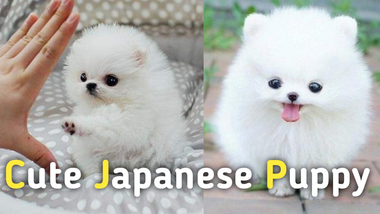 Cute Japanese Puppy Collection | Status Video