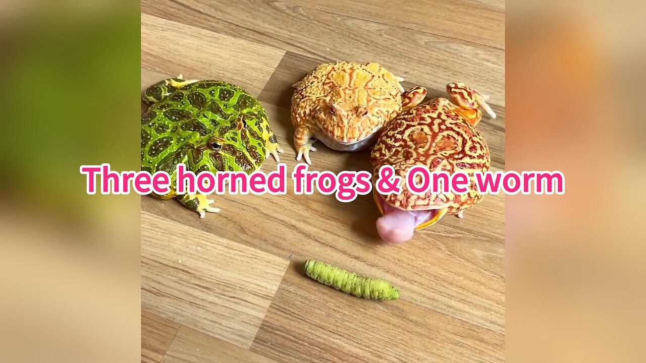 Three horned frogs & One worm | Funny