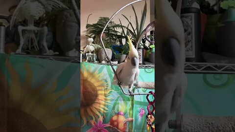 Peaches is the walrus #cutepets #shorts #parrot #funnyanimals #beatles #fyp #coocoocachoob #dancing