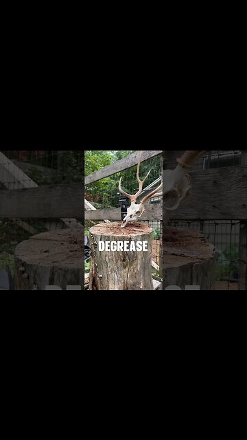 I decided to give BoneBrite a try! @velvetantlertechnologies