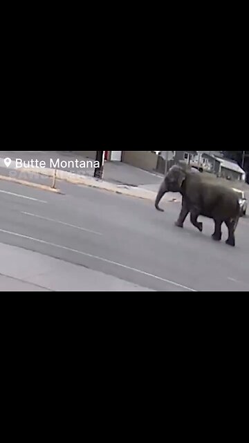 Security Cameras: Escaped Circus Elephant Roams the Streets in Butte, Montana