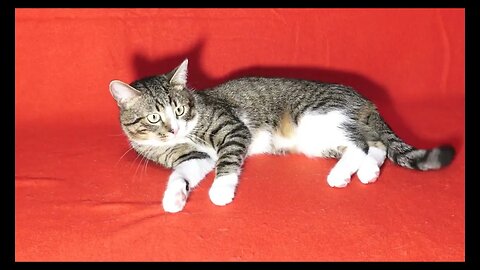 Sweet Red Nosed Cat