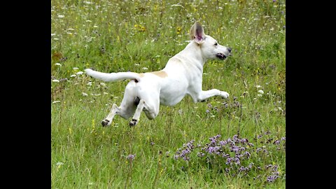 The dog is having fun and playing - الكلب يلهو ويلعب
