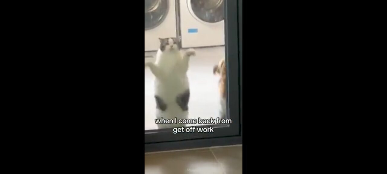 #Funny cats compilation 😁😁😁