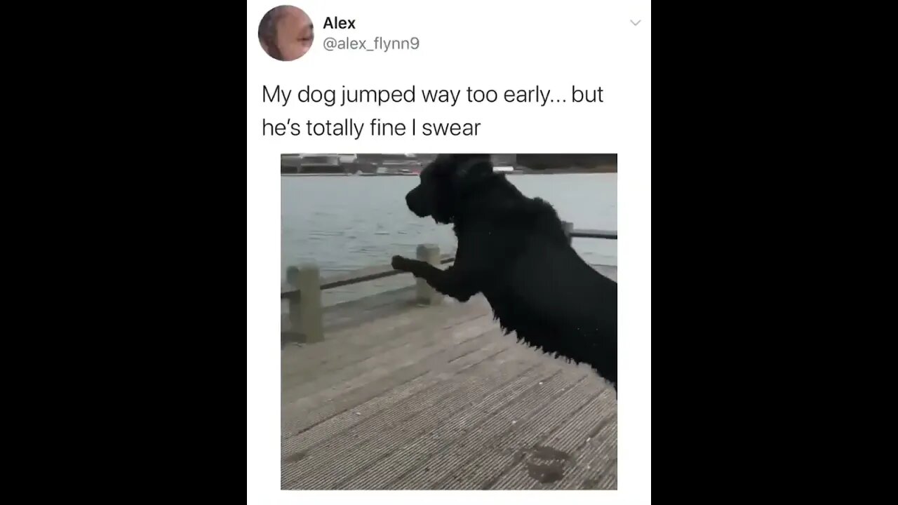 The dog jumps too early.