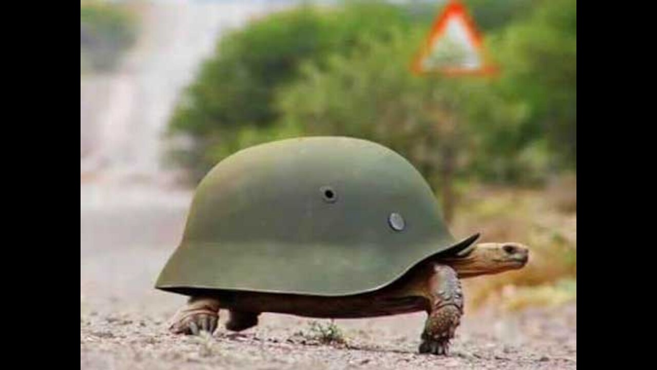 EL CLAN DE LAS TORTUGAS. LA GUERRA.