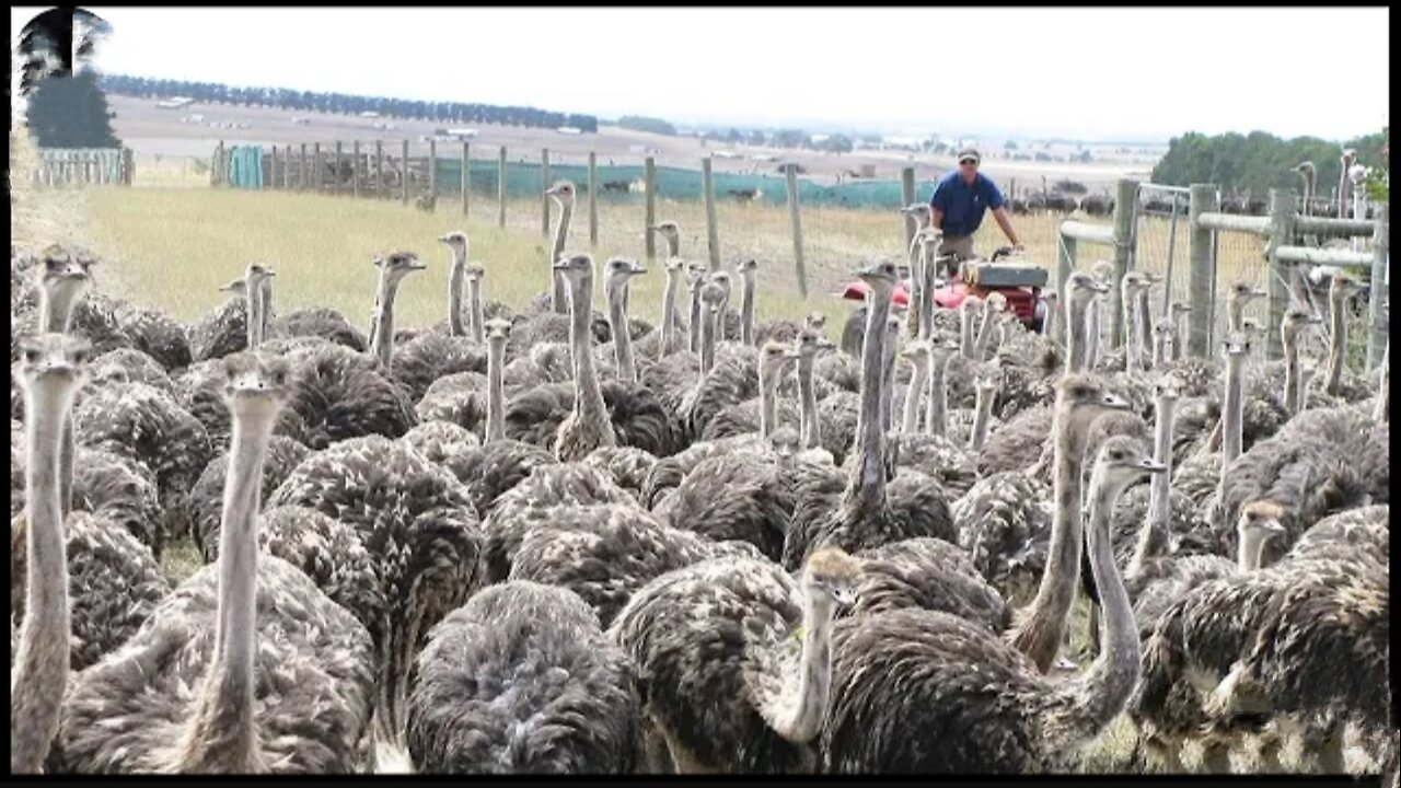 How Farmers Raise Millions Of Ostriches- Ostrich Farm