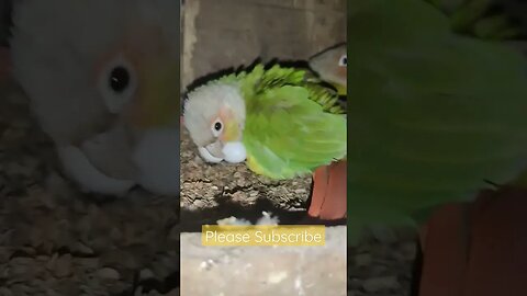 My DF Pineapple Conure Pair l #shorts l #pineappleconure l @BikisAviary