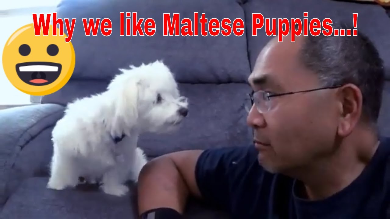 Why We Like Maltese Puppies...!