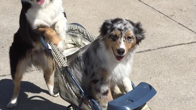 This Is How It Looks To Be Pushed In A Stroller By A Dog