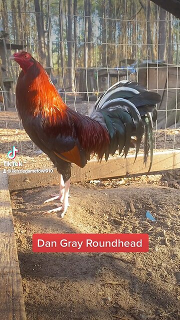 Dan Gray Roundhead